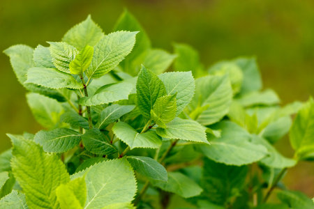 A lush green plant with many leaves. The leaves are vibrant and healthy, giving the plant a fresh and lively appearance. The plant is likely a type of herb or leafy greenの写真素材