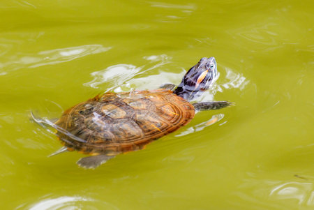 A turtle is swimming in a green body of water. The turtle is brown and white. The water is calm and clearの写真素材