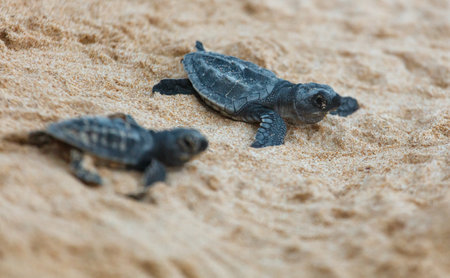 The turtles hatch from their eggs and crawl along the sand towards the ocean.の写真素材