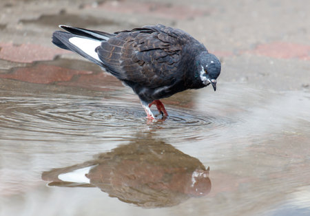 A pigeon is standing in a puddle of water. The reflection of the bird is visible in the waterの写真素材
