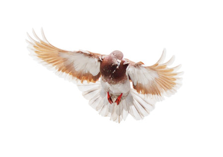 A bird with red feet flies in the air. The bird is brown and white. The bird is in the air and has its wings spread outの写真素材