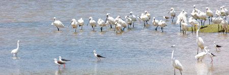 A flock of white birds are standing in the water. The birds are of different sizes and are scattered throughout the water. The scene is peaceful and sereneの写真素材