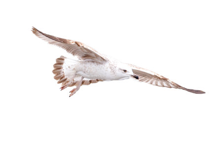 Seagull bird in flight isolated on white background.の写真素材