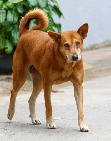 A brown dog is walking on a sidewalk. The dog has a long tail and is looking at the cameraの写真素材