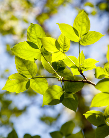 A leafy tree branch is bathed in sunlight. The leaves are green and the sunlight is shining through them, creating a beautiful and serene sceneの写真素材