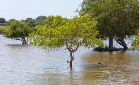 A tree is floating in a body of water. The water is murky and the tree is surrounded by other treesの写真素材