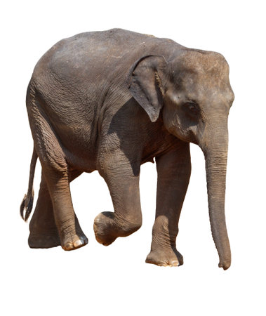 A baby elephant is walking on a white background. The elephant is small and he is walking with a sense of purposeの写真素材