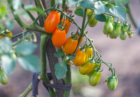 A bunch of tomatoes hanging from a plant. The tomatoes are orange and green. The plant is growing in a gardenの写真素材