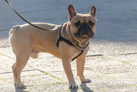 A brown dog with a chain collar on its neck is standing on a sidewalk. The dog appears to be looking at the cameraの写真素材