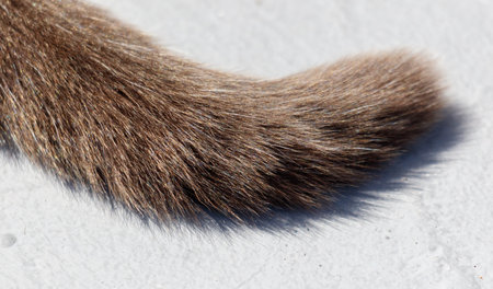 A cat's tail is shown in detail, with the fur being brown and the tail being longの写真素材