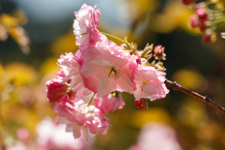 A pink flower with a yellow background. The flower is in full bloom and has a delicate appearanceの写真素材