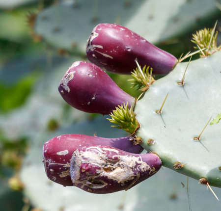 Four purple flowers on a cactus. The flowers are small and have a brownish color. The cactus is green and has a few leavesの写真素材