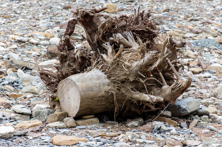 A large log with roots sticking out of it is on a rocky beach. Concept of decay and the passage of time, as the log has been weathered and broken down over the yearsの写真素材