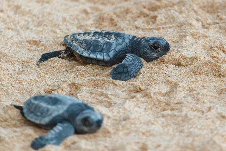 The turtles hatch from their eggs and crawl along the sand towards the ocean.の写真素材