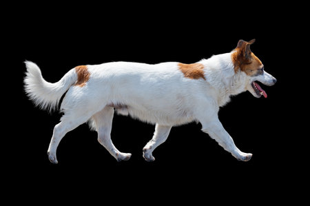 A white and brown dog is walking on a black background. The dog has a tongue sticking out and he is happyの写真素材