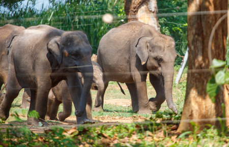 Three elephants walking in a field. One of them is looking at the cameraの写真素材