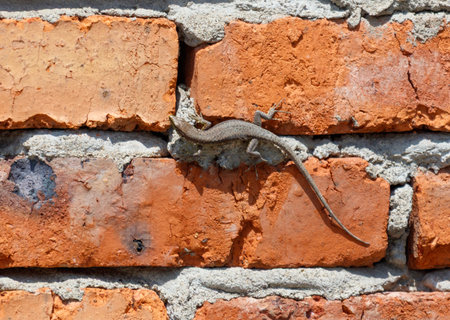 A lizard is sitting on a brick wall. The lizard is brown and has a long tail. The brick wall is red and has a rough textureの写真素材