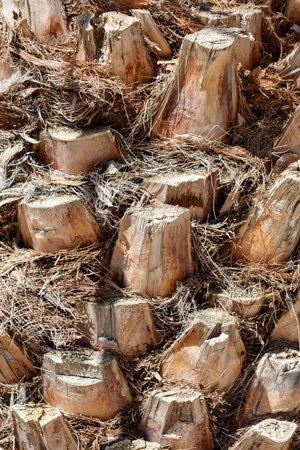 A close up of a tree stump with a lot of debris on it. The stump is surrounded by a lot of leaves and twigs, giving it a natural and rustic appearanceの写真素材