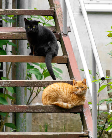 Two cats are sitting on a wooden staircase. One is black and the other is orange. The scene is peaceful and calmの写真素材