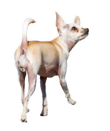 A small dog with a white and tan coat is walking on a white background. The dog has a white belly and a white buttの写真素材