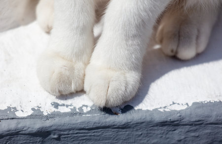 A cat's paw with a white tip and a black tip. The paw is on a gray surface, and the cat appears to be resting on it. The cat's paw is the main focus of the imageの写真素材