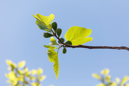 A leafy branch with green leaves and a few small fruits. The branch is on a tree and the sky is blueの写真素材