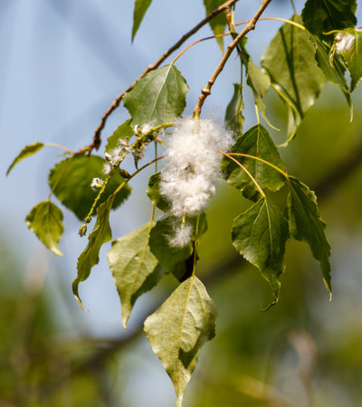 A tree branch with a few seeds on it. The branch is green and the seeds are whiteの写真素材