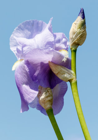 A purple flower with a green stem. The stem is green and has a purple tipの写真素材