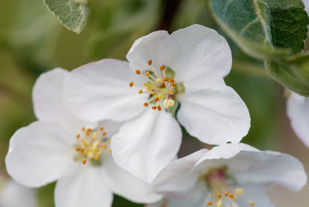 A close up of a white flower with yellow centers. The flower is surrounded by green leaves. Concept of beauty and simplicity, as the white flower stands out against the green backgroundの写真素材