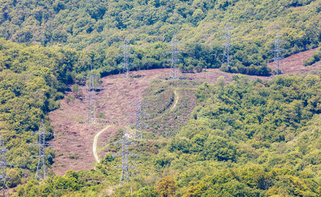 A forest with a path and power lines running through it. The power lines are spread out and are not in a straight lineの写真素材