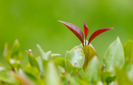 A small plant with red leaves is growing in a green bush. The plant is small and delicate, and it is surrounded by other green leaves. Concept of growth and new beginningsの写真素材
