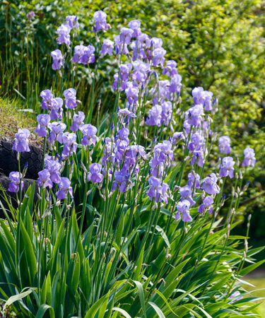 A beautiful garden filled with a variety of purple flowers is the scene. The flowers are in full bloom, creating a vibrant and colorful display. The garden is well-maintainedの写真素材