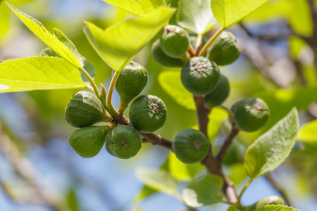 A cluster of green fruit hanging from a tree. The leaves are green and the sky is blueの写真素材