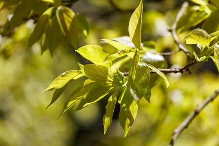 A tree branch with green leaves is shown in the image. The leaves are bright and vibrant, giving the impression of a sunny day. The tree branch is the main focus of the imageの写真素材