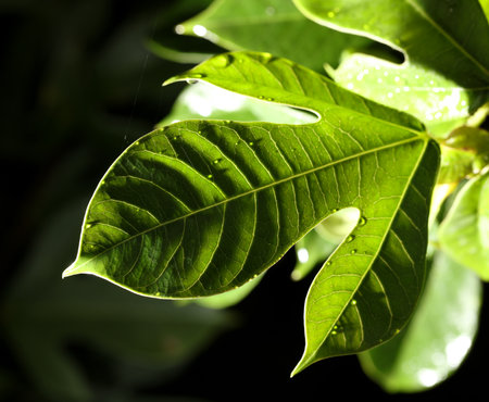 A leaf is shown in a dark background with a light shining on it. The leaf is green and has a wavy edgeの写真素材