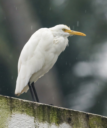 A white bird with a yellow beak stands on a wall. The bird is looking to the rightの写真素材