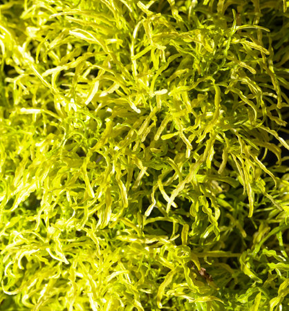 A green plant with long, thin leaves. The leaves are green and appear to be dry. The plant is in a field and is surrounded by other plantsの写真素材