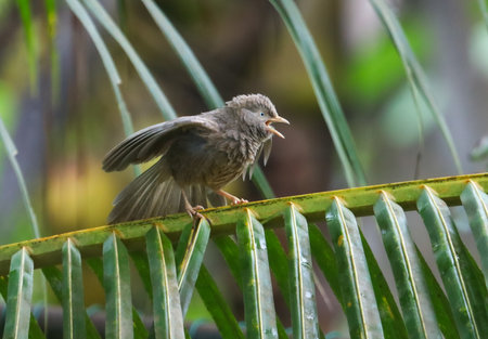 A small bird is perched on a leafy branch, its wings spread out. The bird is making a loud noise, possibly singing or communicating with other birds. The scene is peaceful and sereneの写真素材