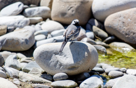 A small bird is perched on a large rock. The rock is surrounded by other rocks, and there is a small...