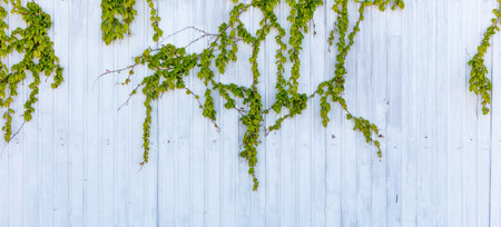A white wall with green vines growing on it. The vines are covering the wall from top to bottomの写真素材
