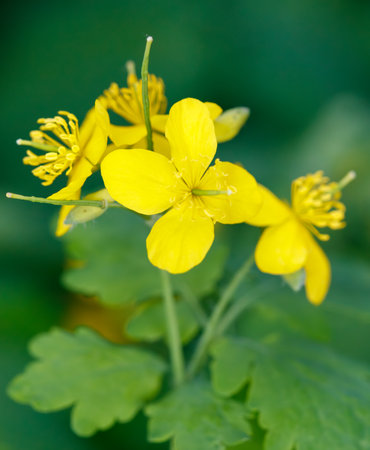 A yellow flower with green leaves is in the foreground. The flower is surrounded by green leaves and stemsの写真素材