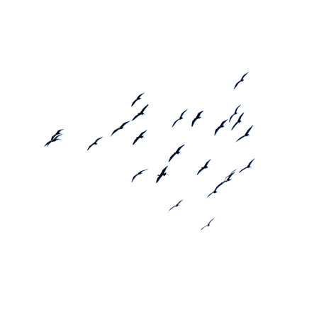 A flock of birds flying in the sky isolated on a white background. The birds are lined up and flying in different directions.の写真素材