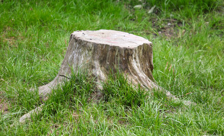 A large tree stump sits in a grassy field. The stump is surrounded by tall grass and is partially covered by the grass. The stump is a reminder of the tree that once stood in the fieldの写真素材