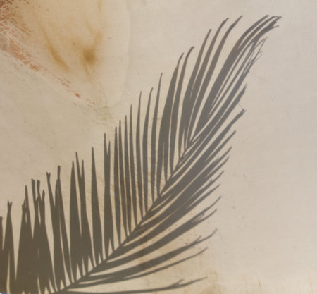A leaf casts a shadow on a white background. The shadow is long and thin, stretching across the entire image. The contrast between the leaf and the shadow creates a sense of depthの写真素材