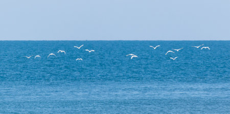 A group of birds flying over a large body of water. The birds are white and are flying in a line. The sky is clear and the water is calmの写真素材