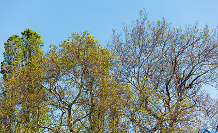 The trees are bare and the sky is clear, creating a peaceful and serene atmosphere. The leaves have fallen from the trees, leaving them bare and stark against the blue sky. The scene is calm and quietの写真素材