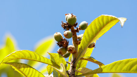 A tree with green leaves and brown fruit. The fruit is ripe and ready to be pickedの写真素材