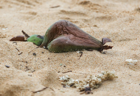 A green plant is laying on the sand. The plant is brown and has a leafy appearanceの写真素材