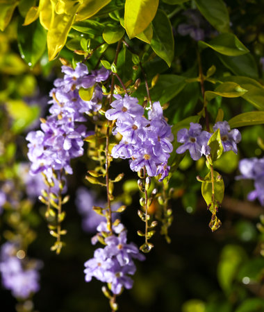 A bunch of purple flowers are hanging from a tree. The flowers are purple and the leaves are greenの写真素材