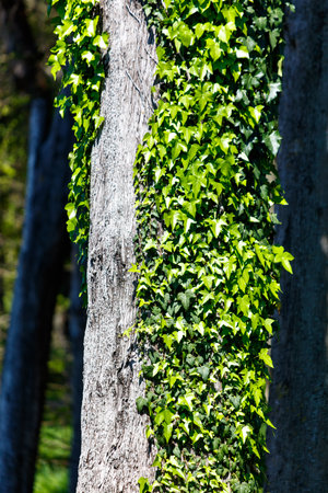 A tree with ivy growing on it. The ivy is green and is covering the tree trunkの写真素材